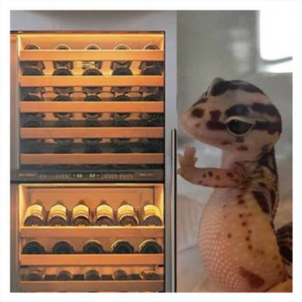 Gecko Wine Fridge Sticker for wholesale by Shitty Wine Memes