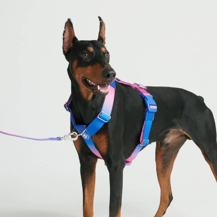 Comfort Control No-Pull Dog Harness - Snow Cone for wholesale by Spark Paws