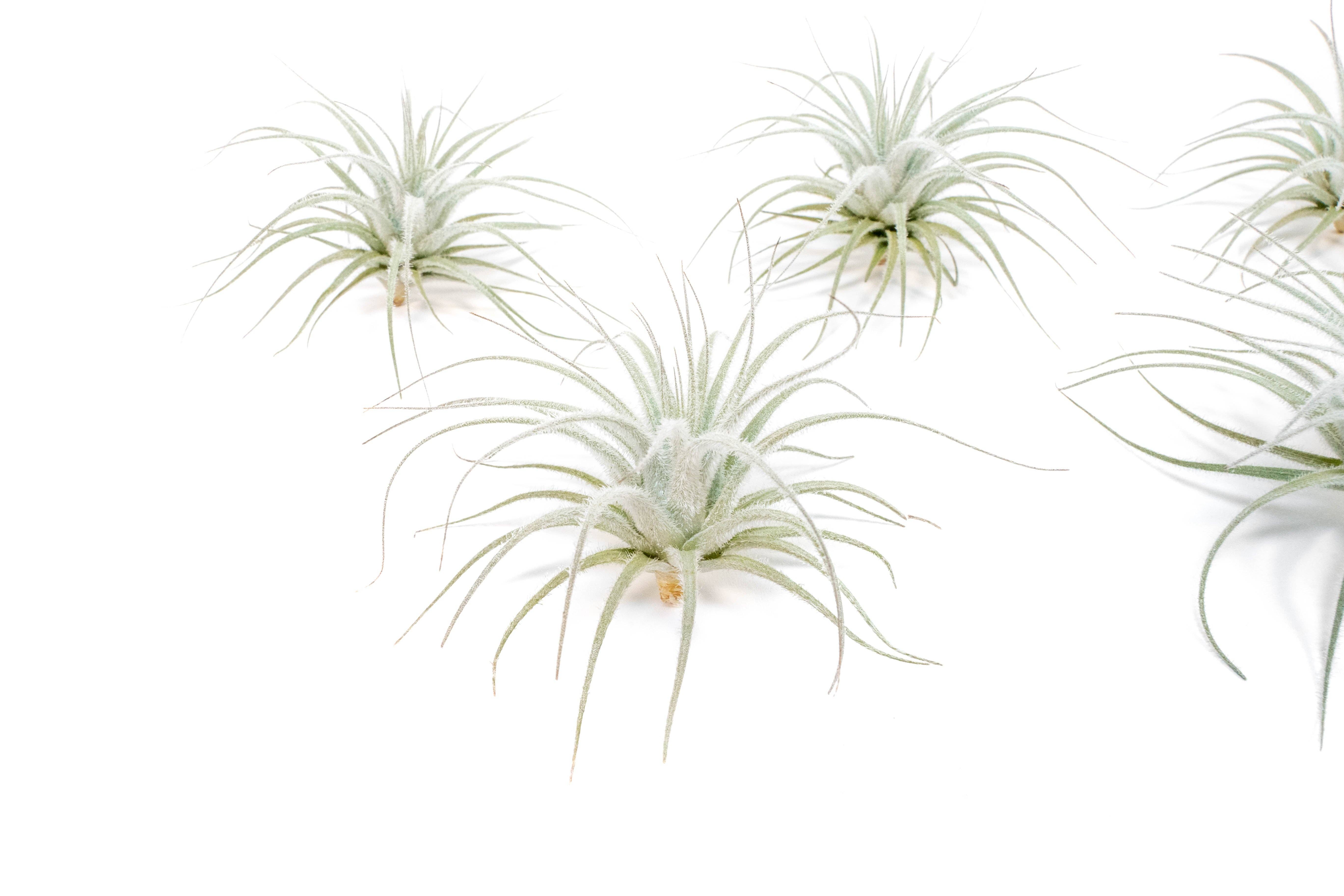 Air Plant Shop - Wholesale Live Plant - Small Tillandsia Tectorum Ecuador Air Plants (24)2