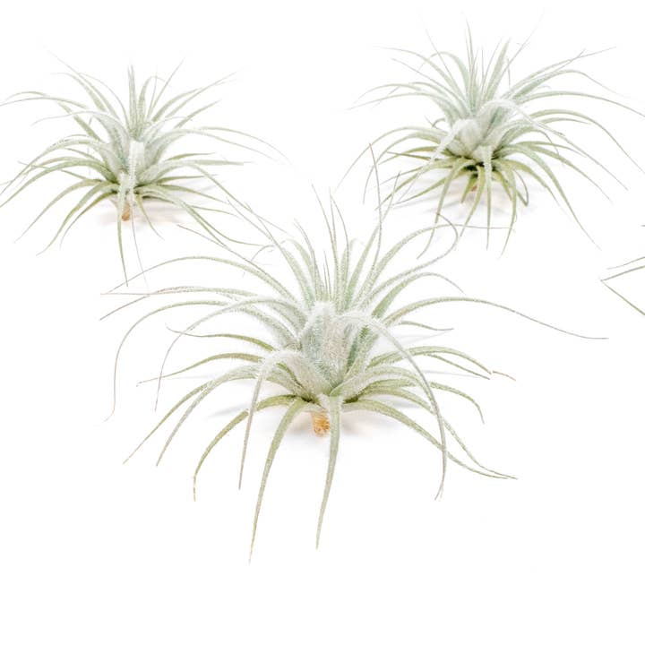 Air Plant Shop - Wholesale Live Plant - Small Tillandsia Tectorum Ecuador Air Plants (24)2