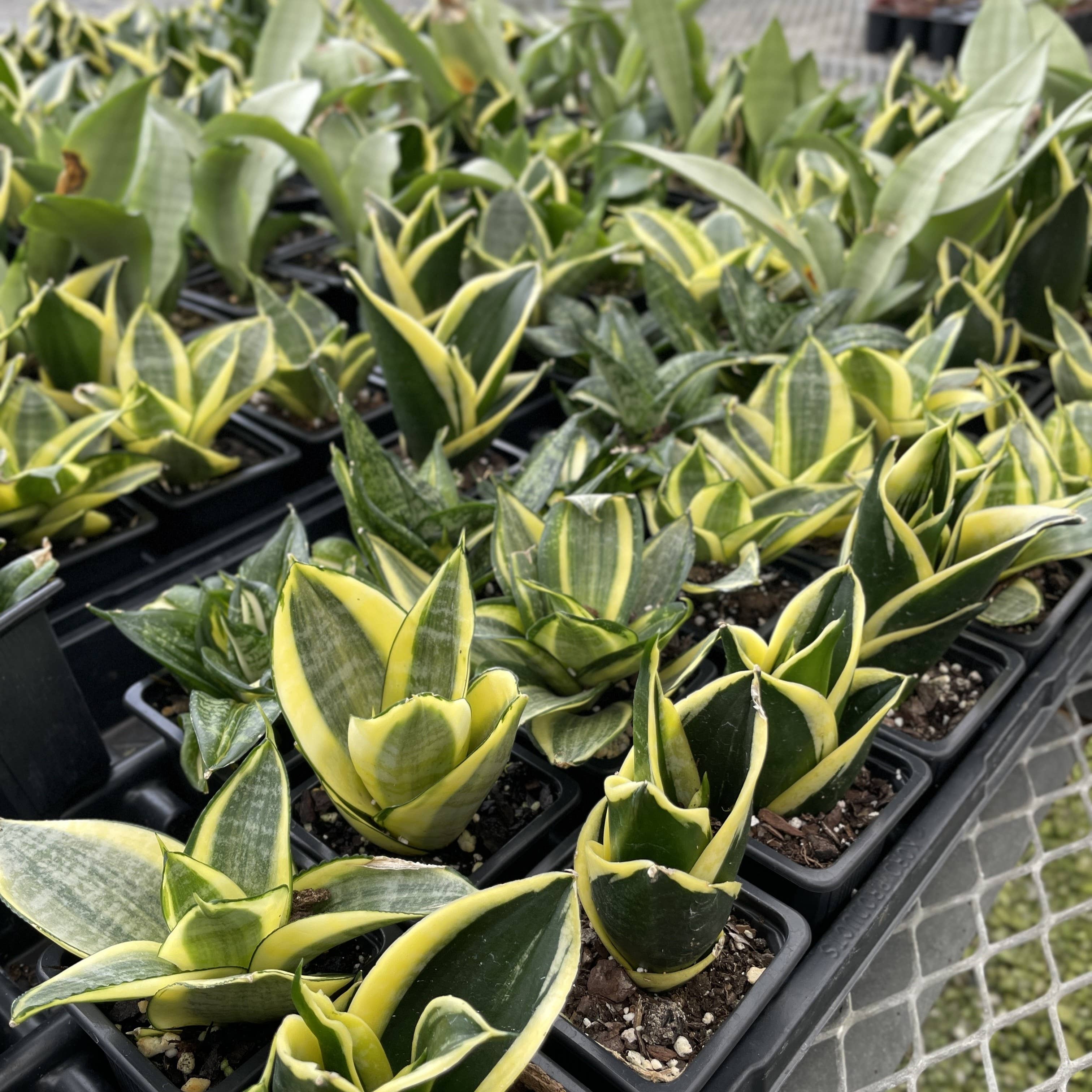 Thorsen's Greenhouse - Wholesale Live Plant - Bird's Nest Snake Plant - Live Plant - Assorted Varieties8