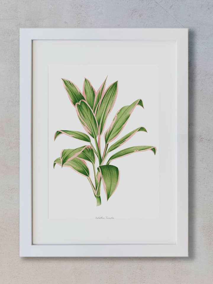Watercolor Prints - Calathea for wholesale by Save the date projects