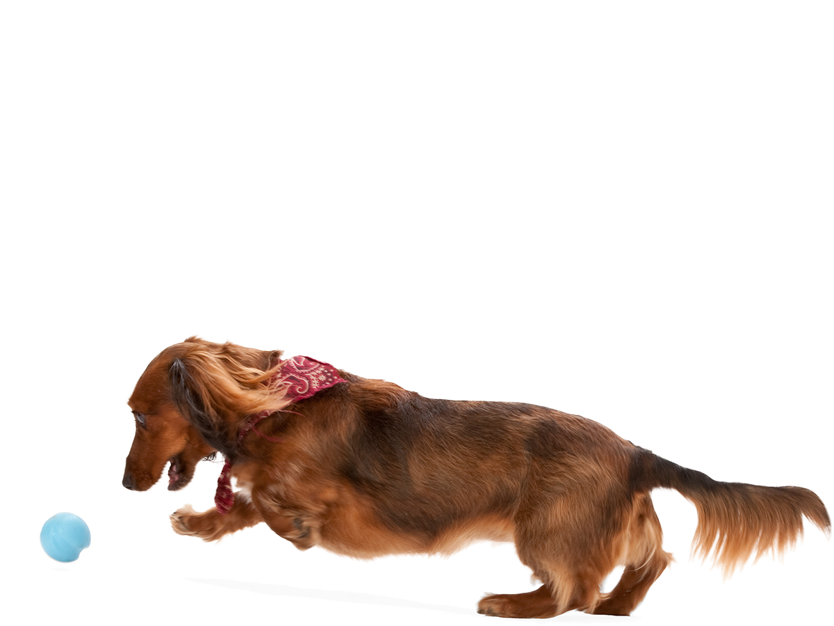 West Paw - Wholesale Pet Chew Toy - Dog - Jive® Dog Toy Ball for Chew, and Fetch9