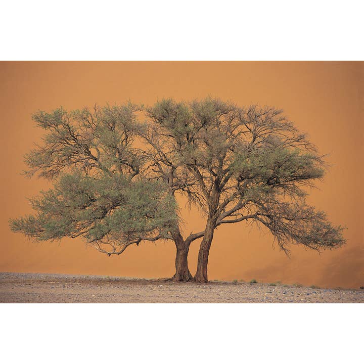 Tree in the Namib Desert Namibia South Africa Photo Photograph Wall Art for wholesale by Gotham Gifts