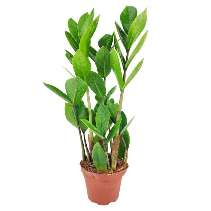 Best Plant Friend - Wholesale Live Plant - ZZ Plant - Zamioculcas Zamiifolia Houseplant - 4/6 inch Pot
