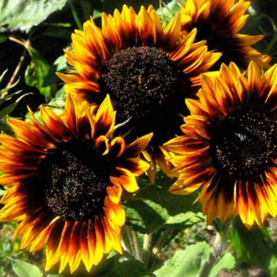 Sow the Magic - Wholesale Plant Seeds - Flower Bundle Garden + Gift Collection