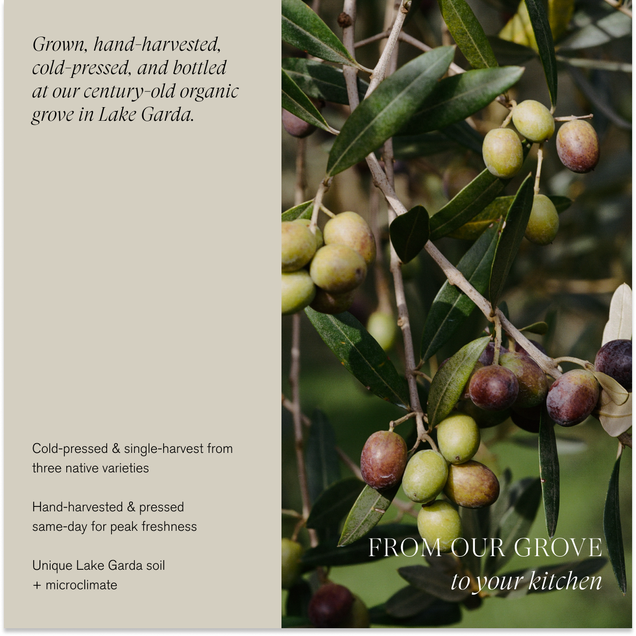 Le Marké - Wholesale Olive Oil - Organic Extra Virgin Olive Oil | Single-Harvest / Case1