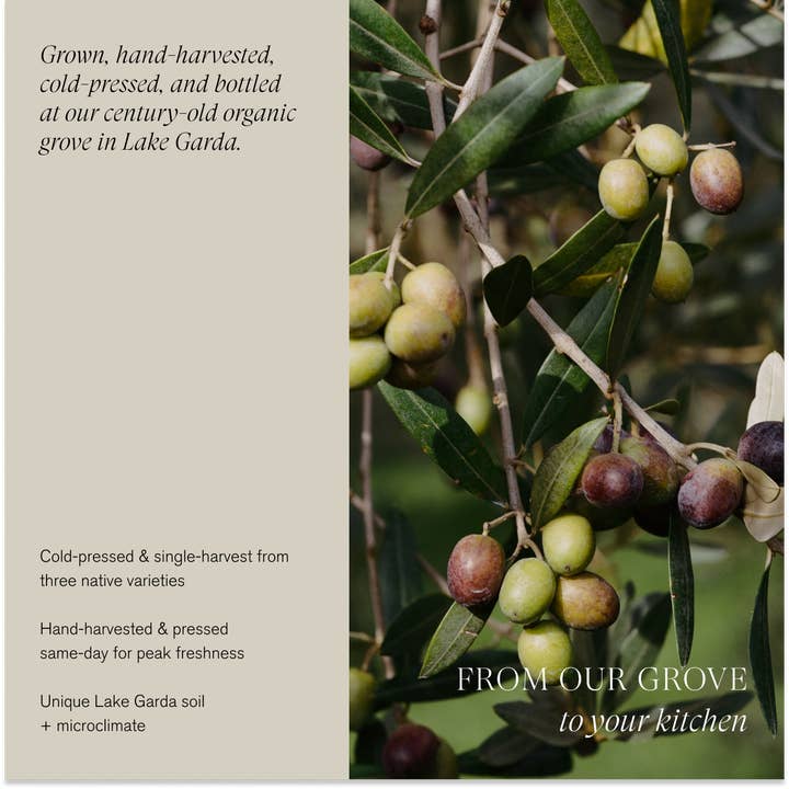 Le Marké - Wholesale Olive Oil - Organic Extra Virgin Olive Oil | Single-Harvest / Case1