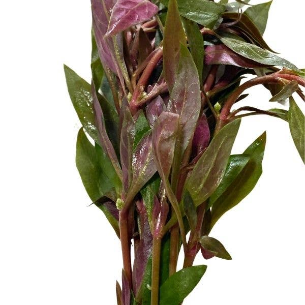 Wetplants - Wholesale Live Plant - Scarlet Temple (Alternanthera Reineckii)1