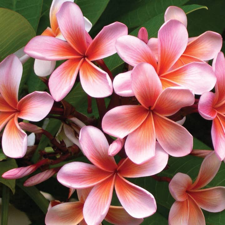 Starlight Wholesale LLC. - Wholesale Fragrance Oil - Plumeria Fragrance Oil with Cassis and Peach