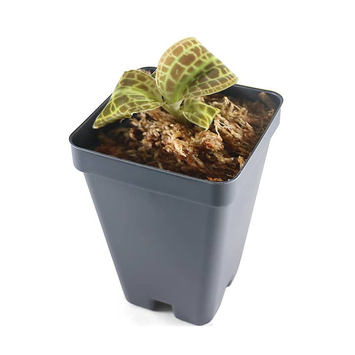 Macodes Sanderiana (Jewel Orchid), Lighting Bolt Patten (Golden Veins), Potted and other Purchase Wholesale potted orchids. Free Returns & Net 60 Terms on Faire trending on Faire.