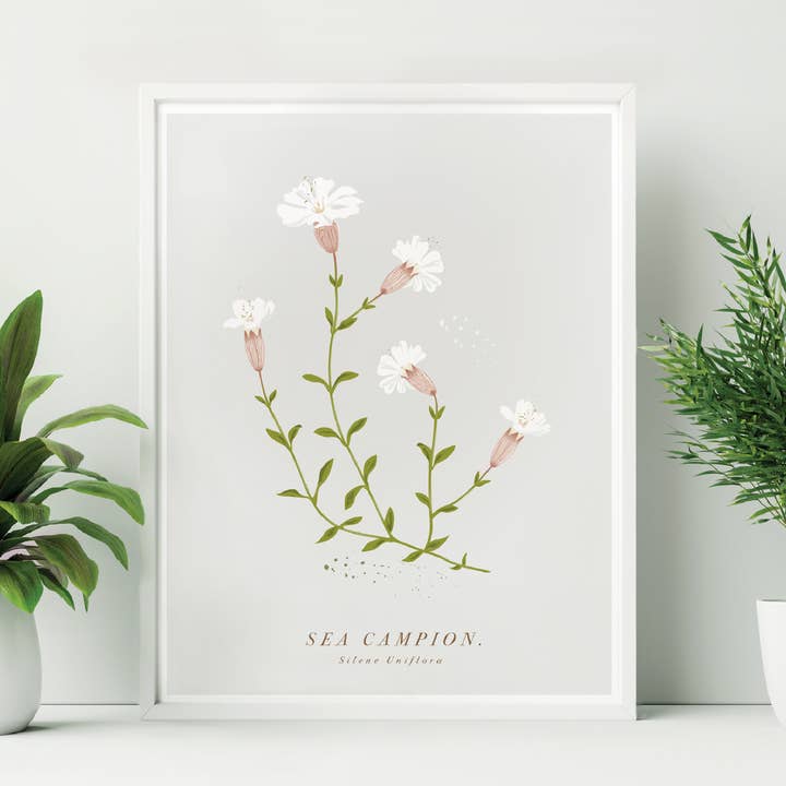 Sea Campion Botanical Print for wholesale by Britain Illustrated