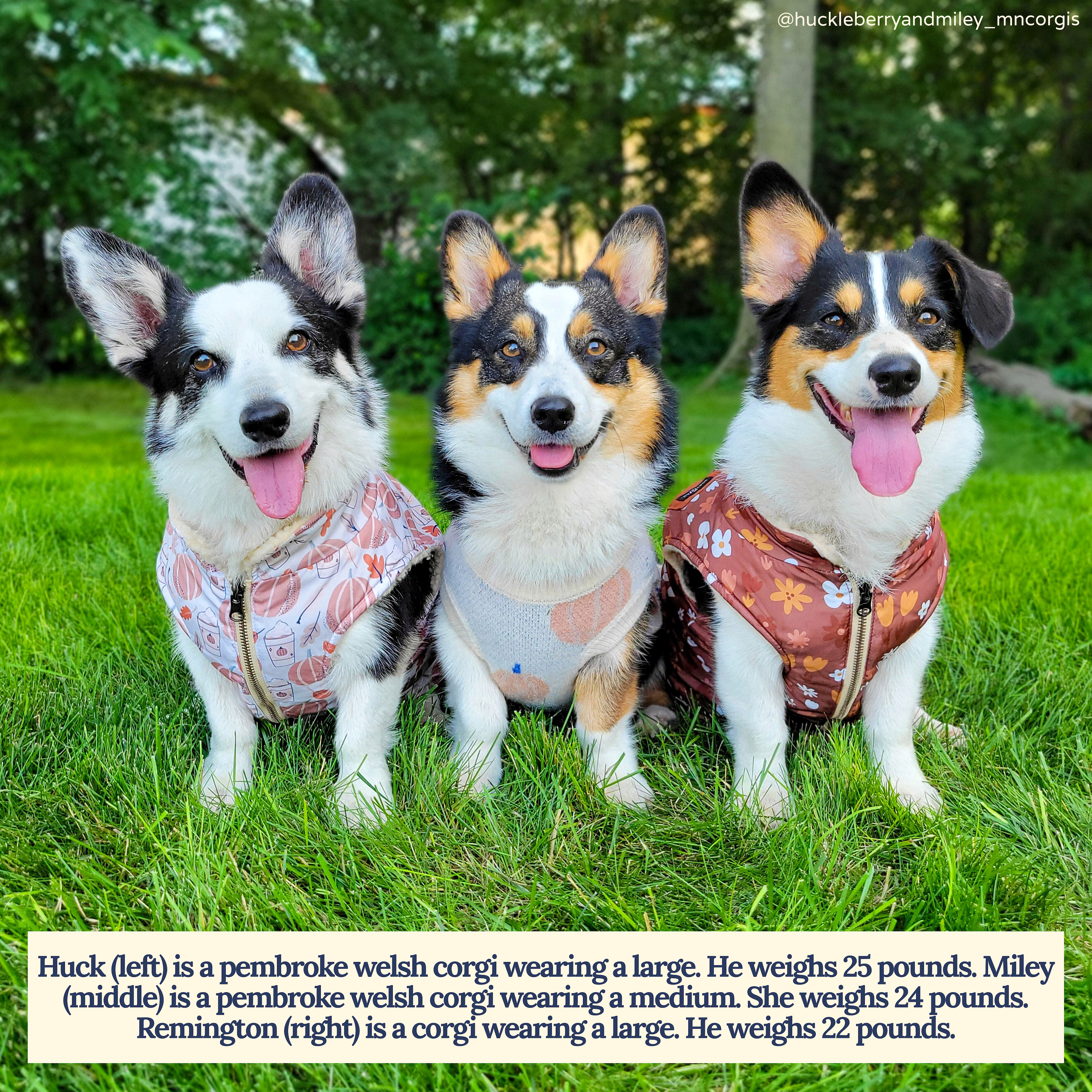 Lucy & Co. - Vendita all'ingrosso Gilet - Cani - Gilet Teddy Reversibile Fantastico Autunno7