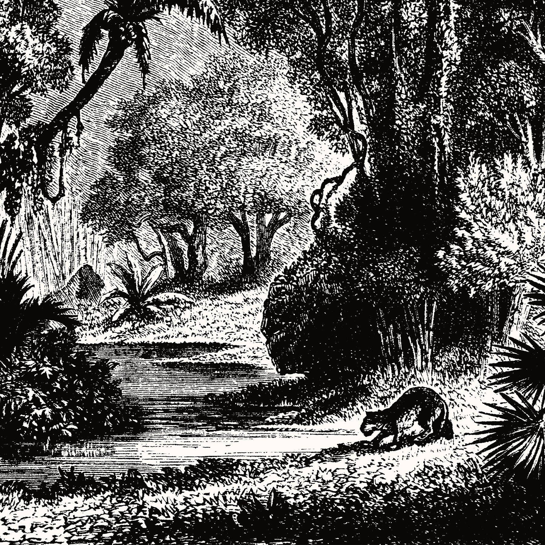 Aster Edition - Wholesale Canvas Art - Canvas: The Jungle2