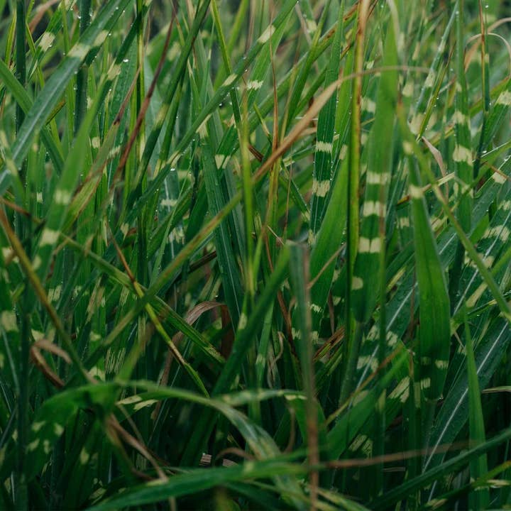 Oasis of Life - Wholesale Live Plant - Chinese Silver Grass Zebrinus – Miscanthus sinensis 'Zebrinus' – Height 20–30cm – Ø23cm – Zebra grass with striking leaf pattern – Hardy & easy to care for – For garden, bed & pot – Non-toxic for animals6