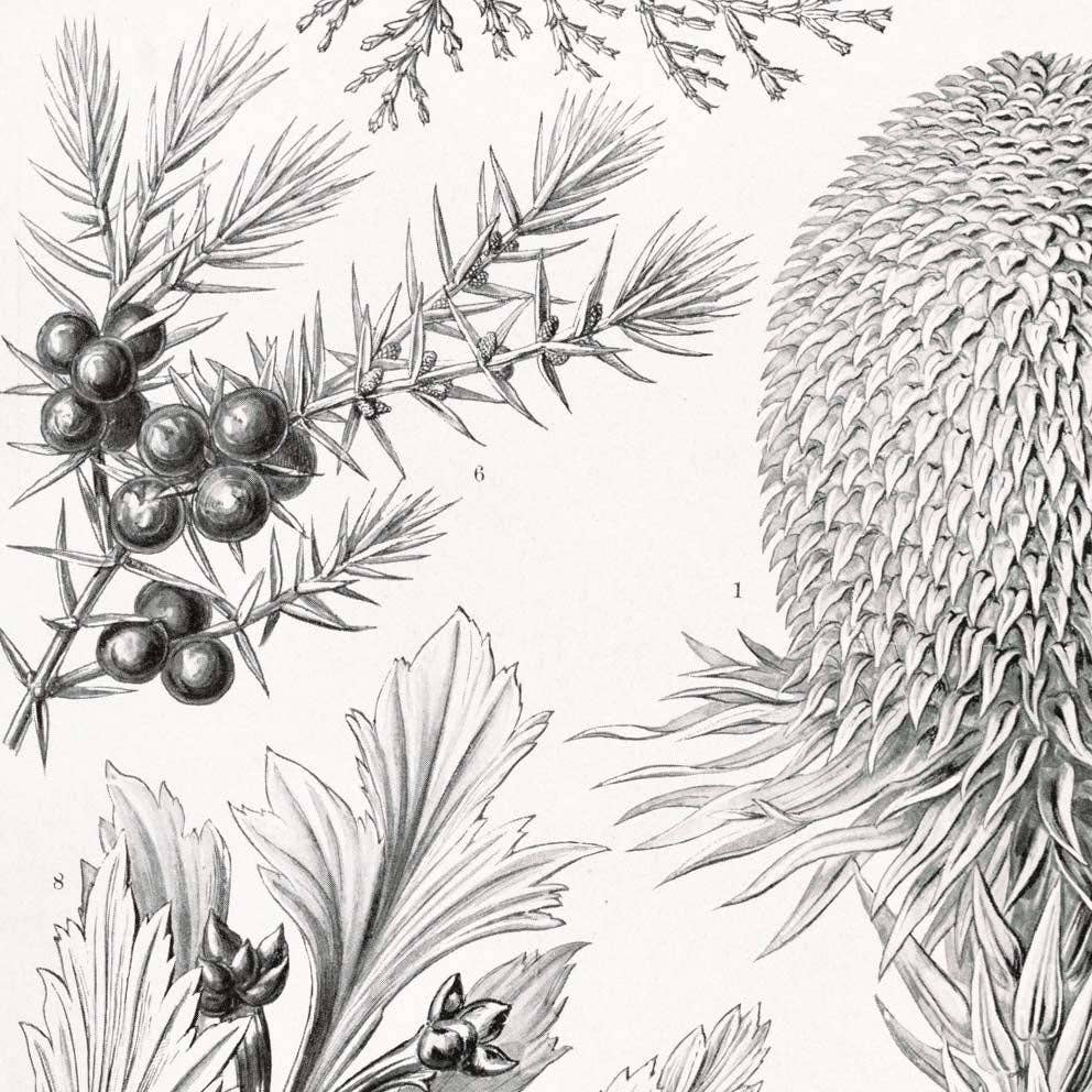 Rock Paper Scissors Wall Art - Wholesale Art Print - Coniferae by Ernst Haeckel3