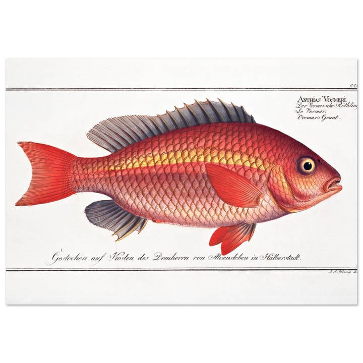 Anthers vosmeri for wholesale by Maison de Paloma