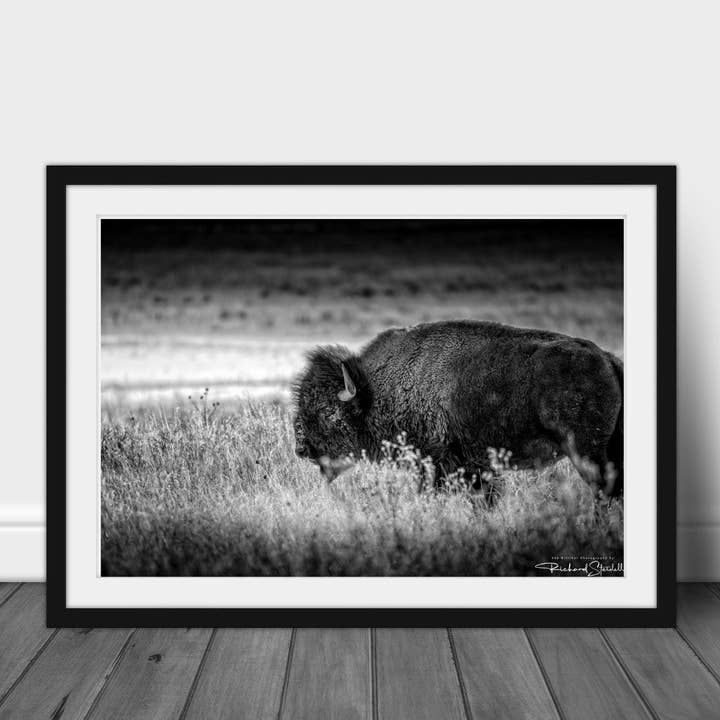 Buffalo Wall Art - Rustic Wildlife - Acrylic for wholesale by 998 Millibar Photography