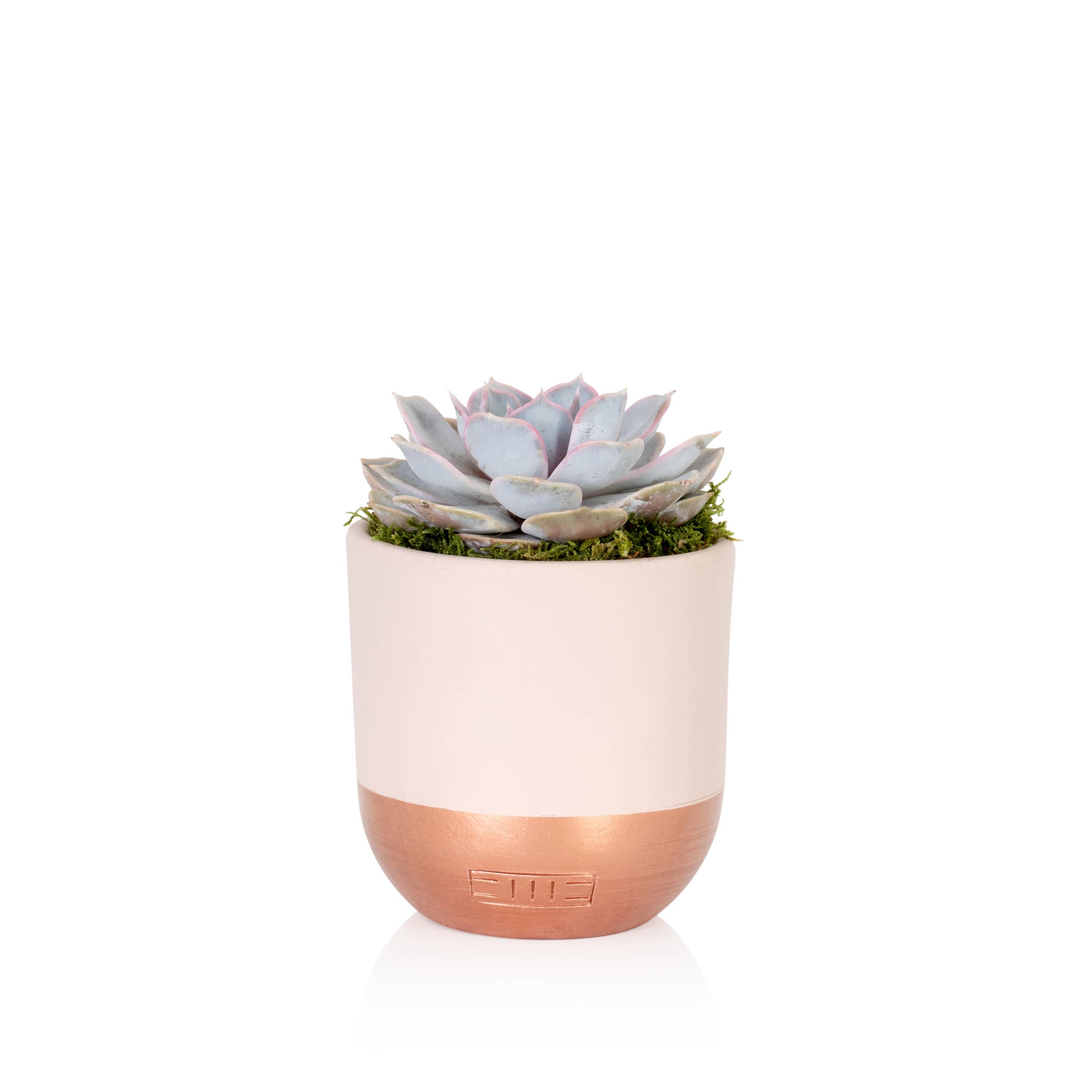 The Little Botanical – wholesale Succulent – Lilacina1