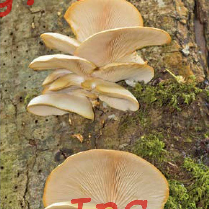 Quick Reference Publishing, Inc - Vente Nature et plein air - Champignons de Caroline du Nord, de Caroline du Sud et de Géorgie