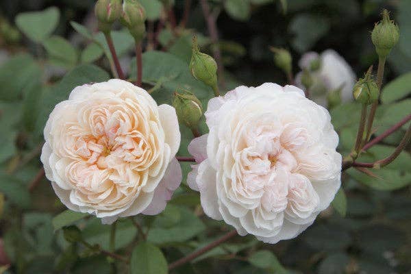 REMOVED BRAND - Venta al por mayor Plantas naturales - The Albrighton Rambler (Ausmobile) (raíz)0