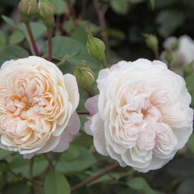 REMOVED BRAND - Venta al por mayor Plantas naturales - The Albrighton Rambler (Ausmobile) (raíz)