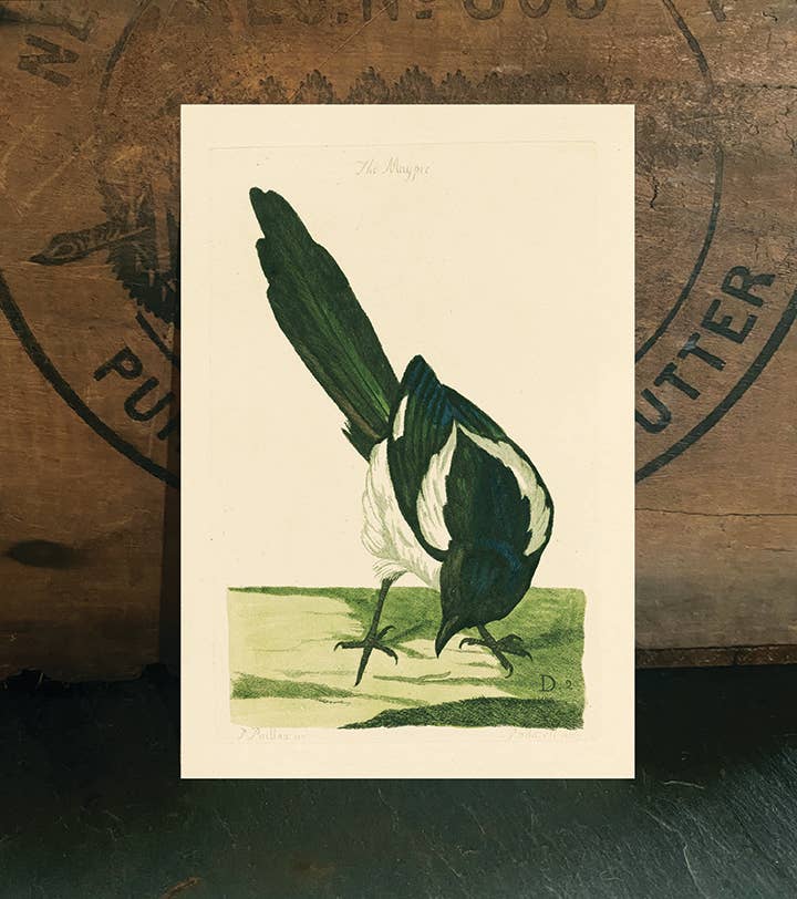 Irreverent Cards for Challenging Times - Wholesale Postcard - Accessible art, engraving, postcard: Magpie