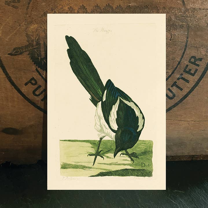 Accessible art, engraving, postcard: Magpie for wholesale by Irreverent Cards for Challenging Times
