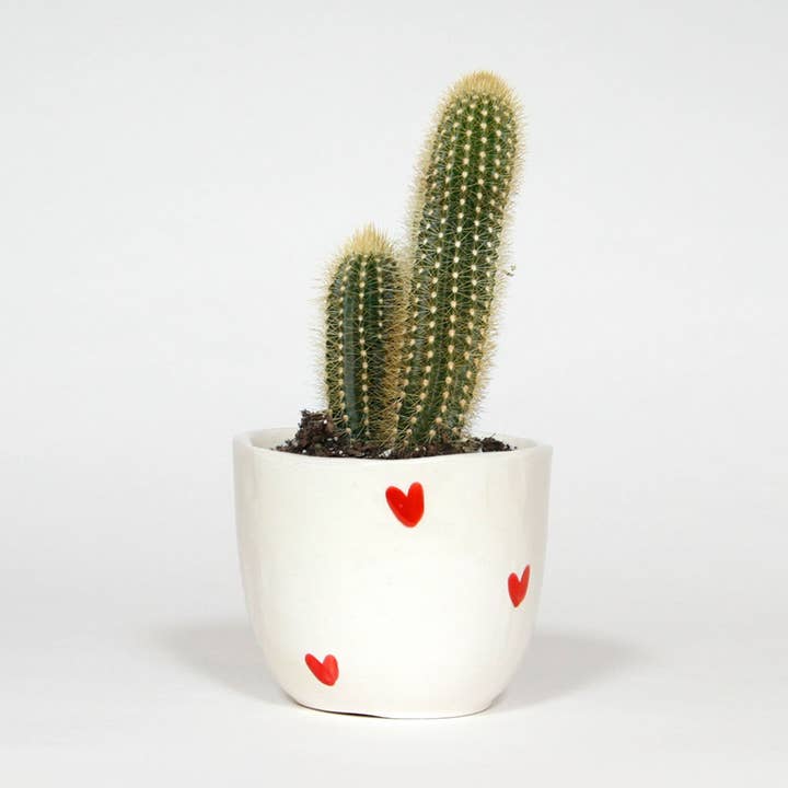 KÆRLIGHEDENS URTEPOTTE for engroshandel hos Bouclez-La