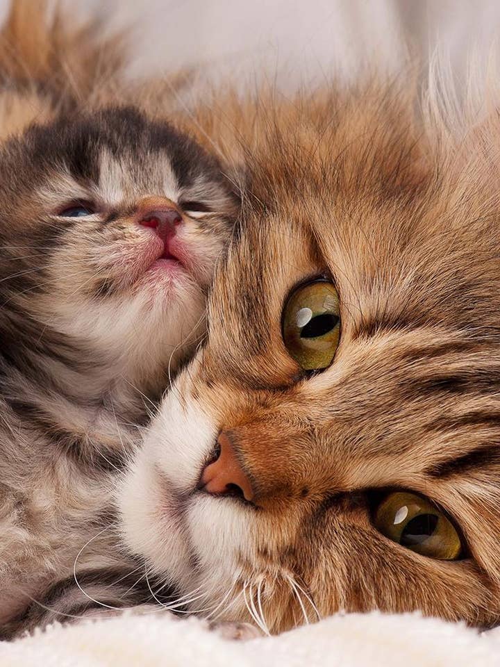 100% Silk Scarf Dis 92751 Micio for wholesale by tessago