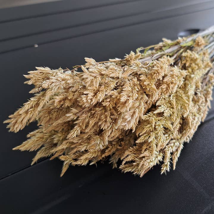 Celosia-Sylphid voor wholesale door Fence Post Florals