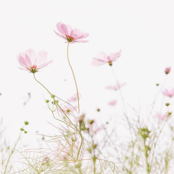 La Fabrique à Sachets – wholesale Frön – Tusen tack - Påse med frön av kosmos2