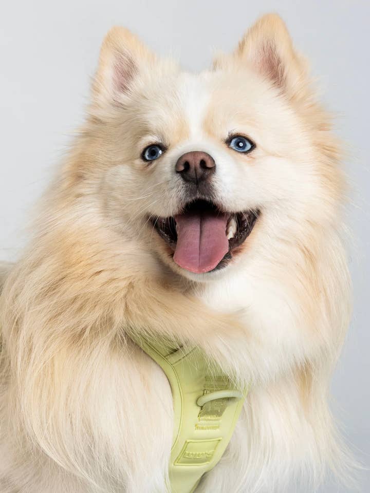 Harnais ajustable pour chien de qualité supérieure - Vert citron pour la vente par Lulu's from Cali