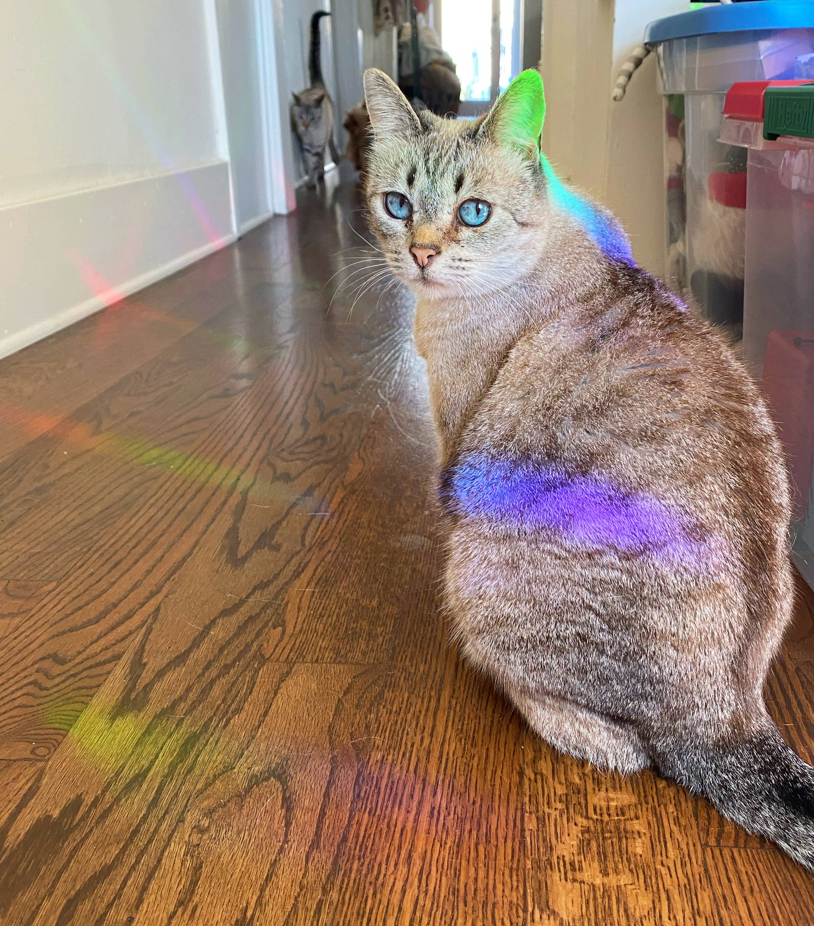 Jess Weymouth – Großhandel Sonnenfänger – Kristall-Fensteraufkleber mit Regenbogenprisma3