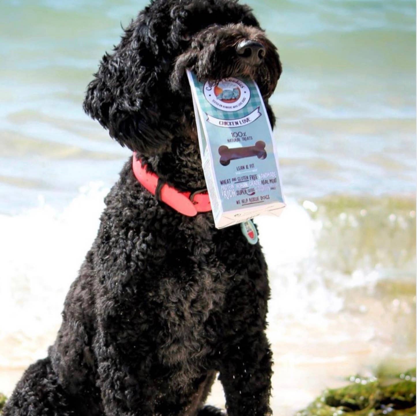 Belpharmed bv: Cooka's Cookies & Sensidog - Wholesale Pet Treats - Dog - Chicken Love - Natural Dog Treats4