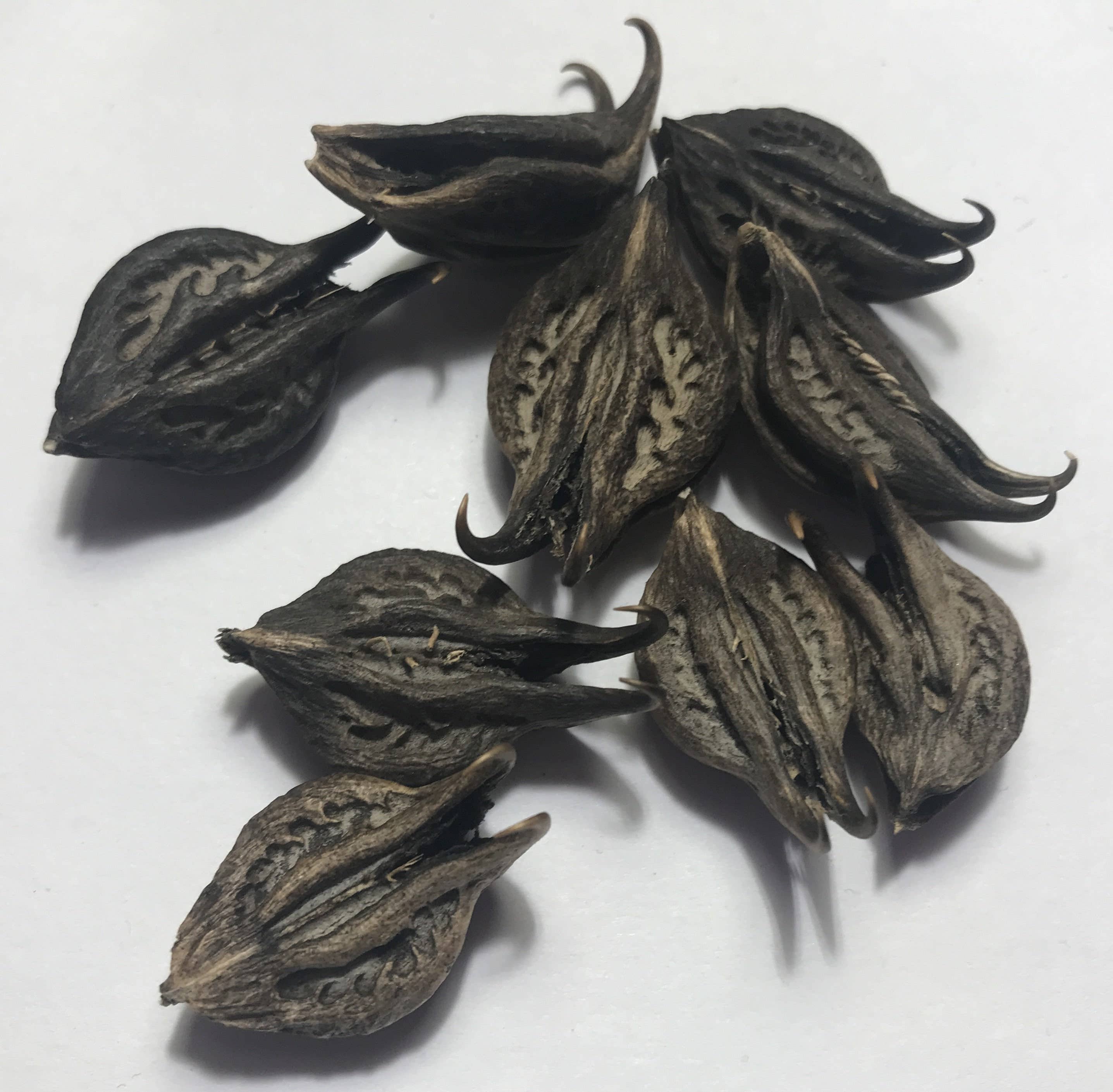 Michelle Hoffmann - Wholesale Plant Seeds - Rare! Uña De Gato ~ Katzenklauen ~ Griffe De Chats2