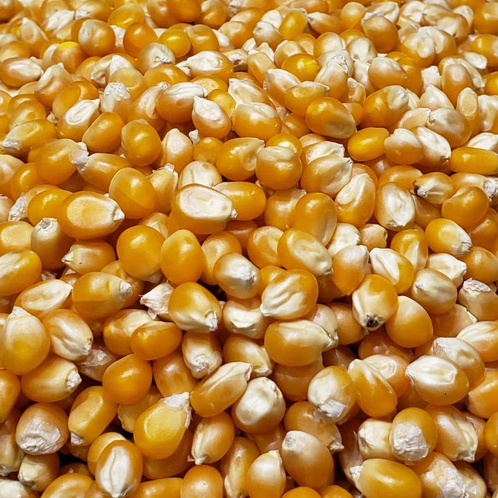 Princeton Popcorn Company, LLC - Vendita all'ingrosso Semi per popcorn - 6 libbre (confezione da 3 da 2 libbre) Chicchi di Popcorn a Fungo Princeton Popcorn Farmer Direct, Non-OGM, Senza Glutine, a Forma di Palla, Chicchi di Popcorn Extra Grandi, Olio per Popcorn da Fornello