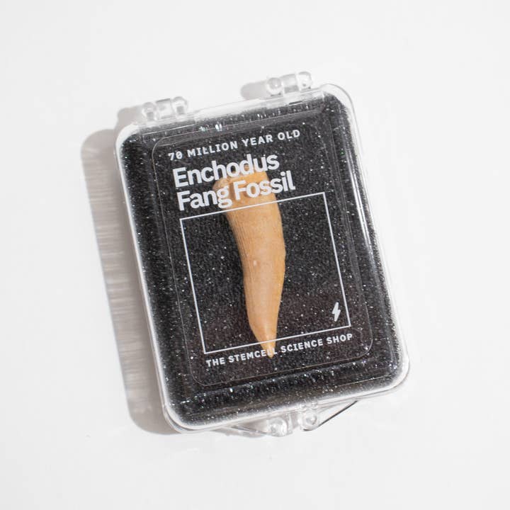 Stemcell Science Shop - Wholesale Decorative Tabletop Object - Enchodus Fang