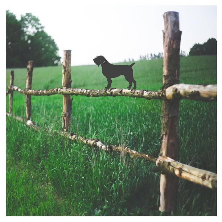 Topper de Cerca de Griffon Korthals por atacado de Steel Images