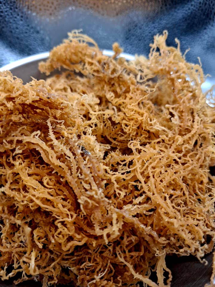 Musgo do Mar Cru de qualidade premium por atacado de CADUCEUS kruidenapotheek