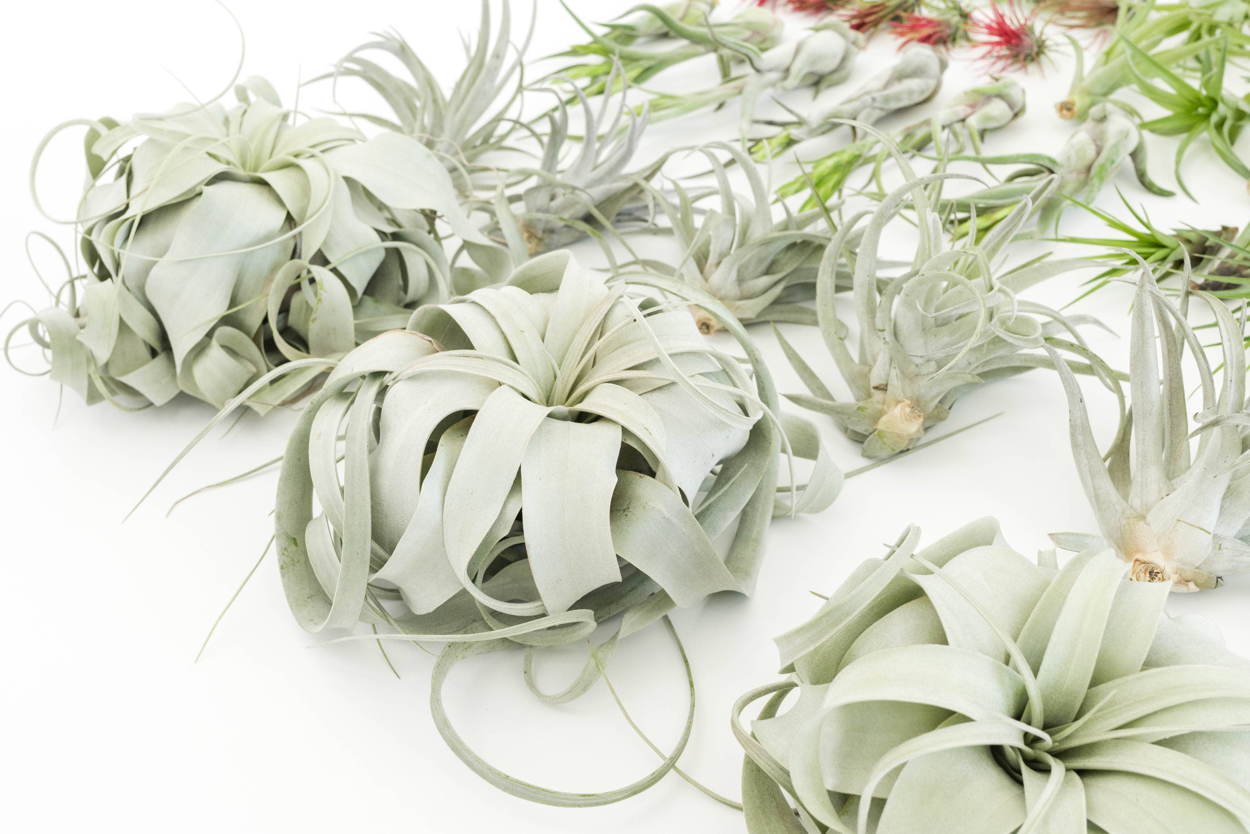 Air Plant Shop - Wholesale Live Plant - The Best Seller Tillandsia Air Plant Pack - 48 Plants7