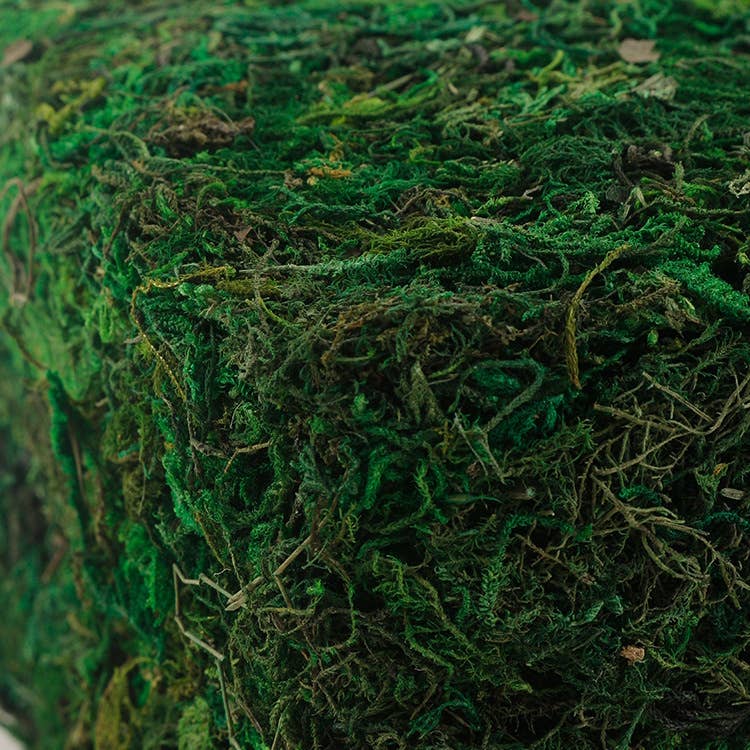Angel Isabella - Wholesale Live Plant - 10oz or 1lb Bulk Pack-Naturally Preserved Green Moss5