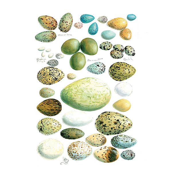 Fugleæg Print for engroshandel hos Wildlife By Mouse