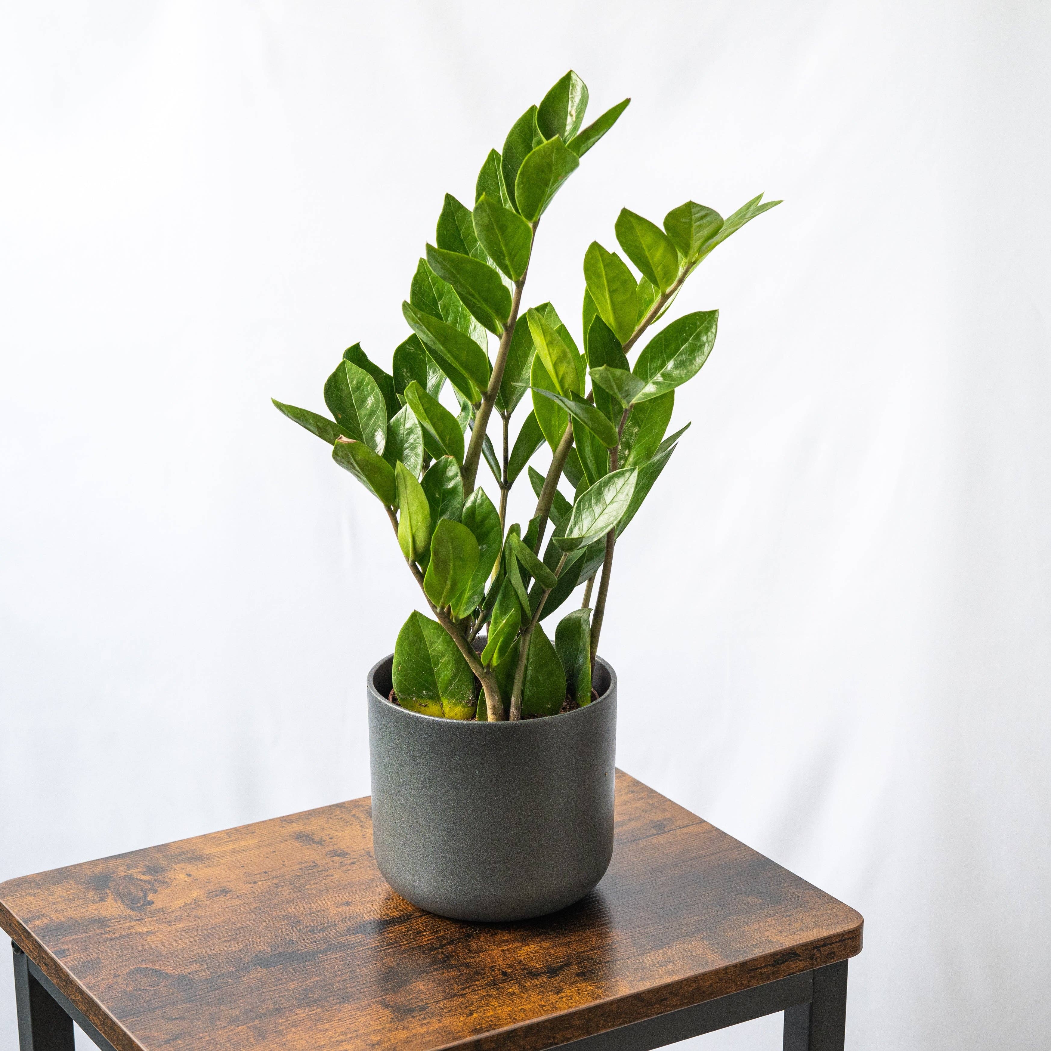 SMPLY - Wholesale Live Plant - Zamioculcas1