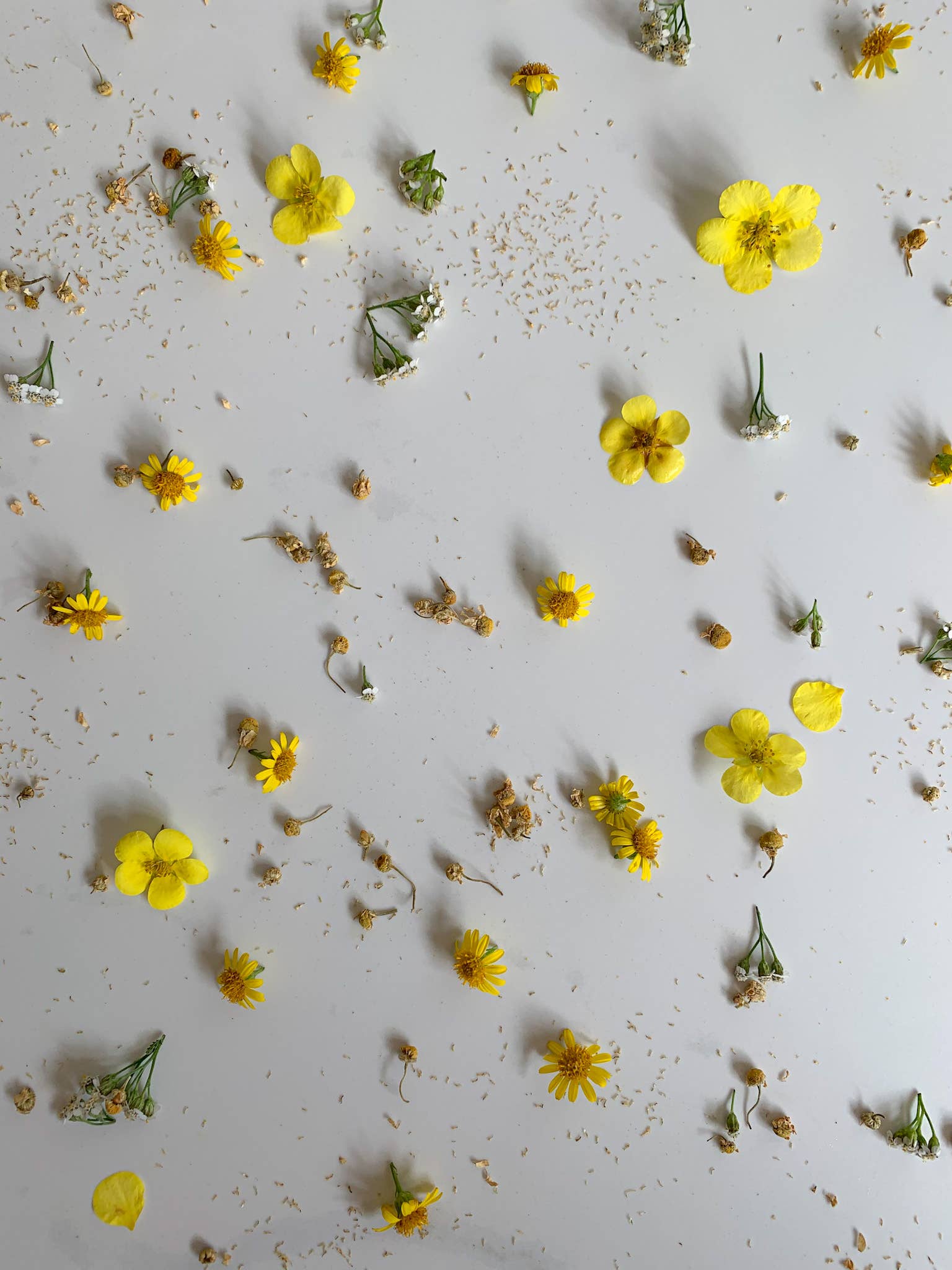 CHASH The Fine Tea Co - Wholesale Loose Tea - Chamomile Flowers - 450g2