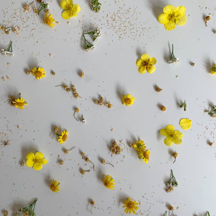 CHASH The Fine Tea Co - Wholesale Loose Tea - Chamomile Flowers - 450g2