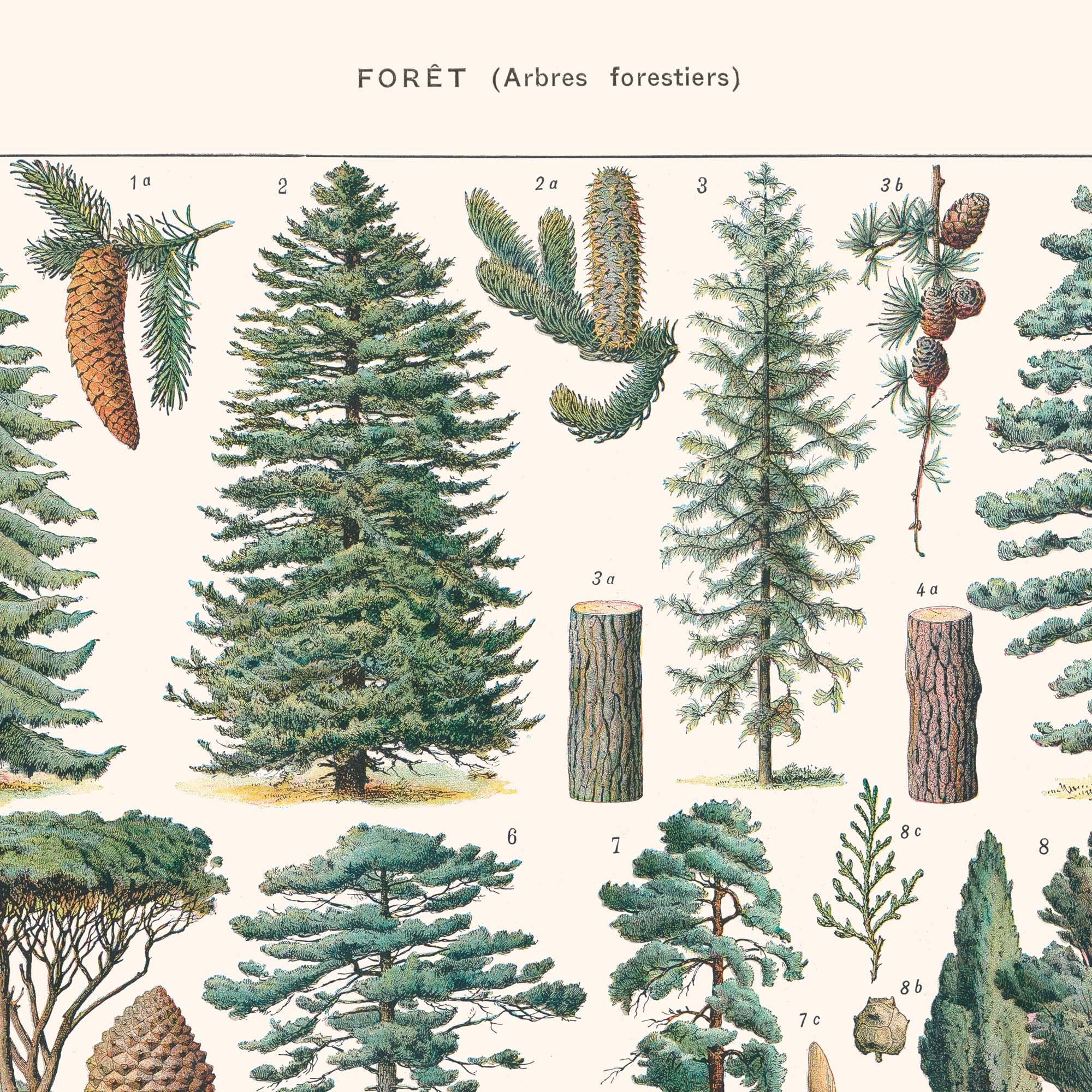 Aster Edition - Wholesale Poster - Poster: Forest (Forest Trees)2