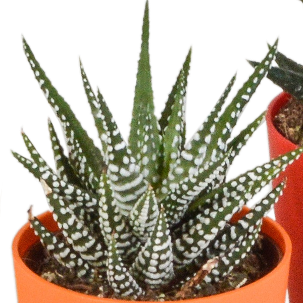 Oasis of Life – wholesale Succulent – Succulent Mix Gasteria & Haworthia – 5 Plants – Ø5.5cm Houseplants in Plastic Pot with Wooden Legs – Various Mini Succulents – Easy-Care Plants for Windowsill, Office & Living Room3