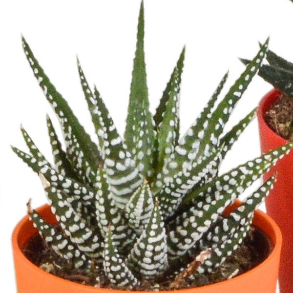 Oasis of Life – wholesale Succulent – Succulent Mix Gasteria & Haworthia – 5 Plants – Ø5.5cm Houseplants in Plastic Pot with Wooden Legs – Various Mini Succulents – Easy-Care Plants for Windowsill, Office & Living Room3