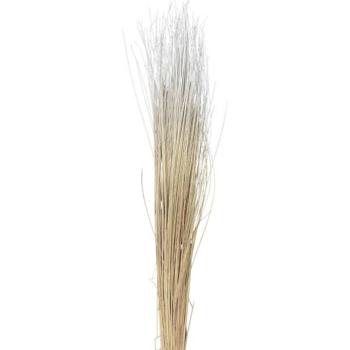 Botanico Ltd. – wholesale Dried/pressed flowers – Beach Grass1